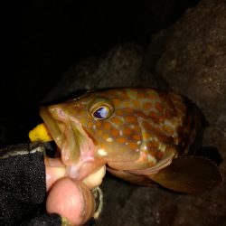 ロックフィッシュからのキス釣り