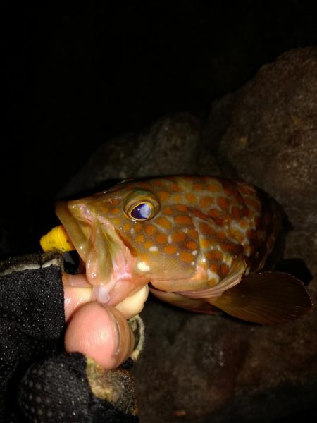 ロックフィッシュからのキス釣り