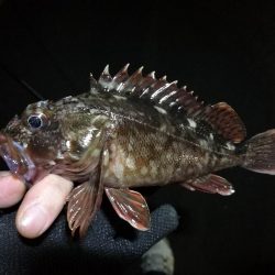 南港フェリーヘチ釣り （キビレとガシラ釣果）