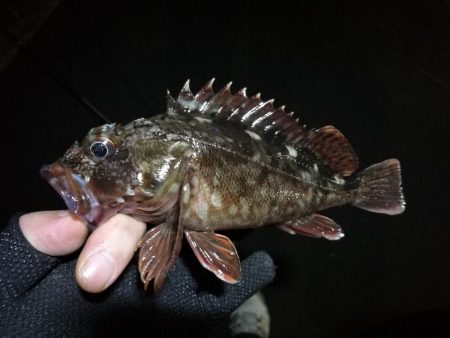 南港フェリーヘチ釣り （キビレとガシラ釣果…