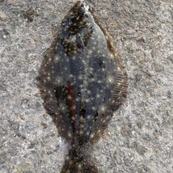 都志港初、アナゴとヒラメ