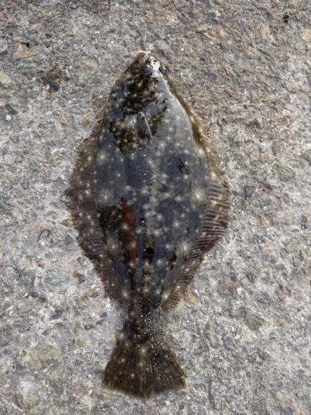 都志港初、アナゴとヒラメ