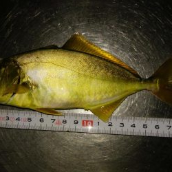 隠岐の島なのに