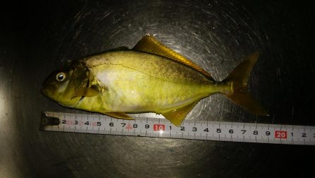 隠岐の島なのに