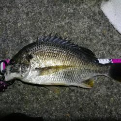 南港フェリーヘチ釣り (真チヌ44cm,キビレ44cm,43cmとガシラ21cm釣果有り)