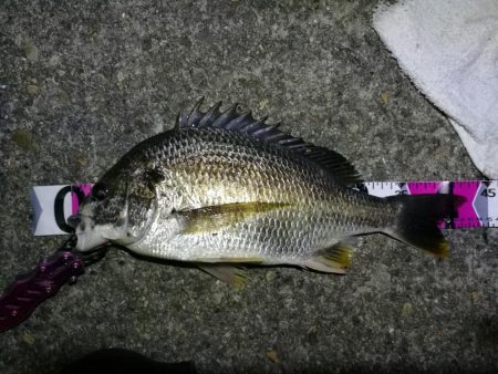 南港フェリーヘチ釣り (真チヌ44cm,キビレ44cm,43cmとガシラ21cm釣果有り)