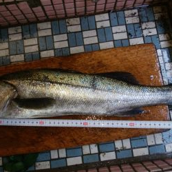 トップウォーター！