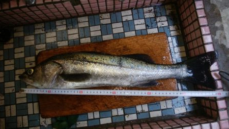 トップウォーター！