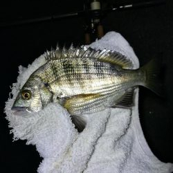 南港フェリーヘチ釣り （キビレ39cm、小真チヌとガシラ釣果）