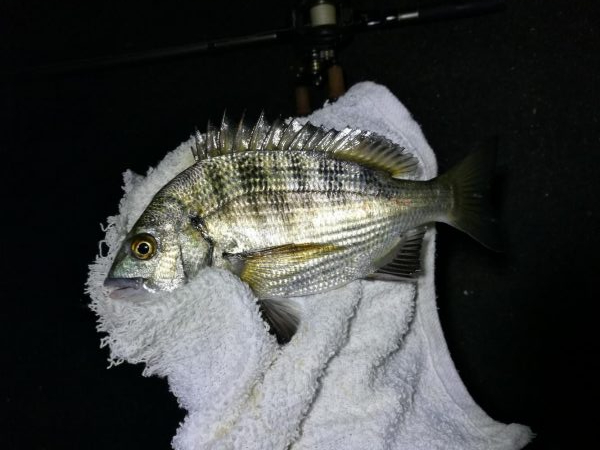 南港フェリーヘチ釣り （キビレ39cm、小真チヌとガシラ釣果）