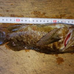 ロックフィッシュ！