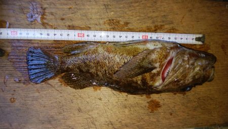 ロックフィッシュ！