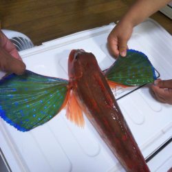 松山沖で鯛ラバ苦戦