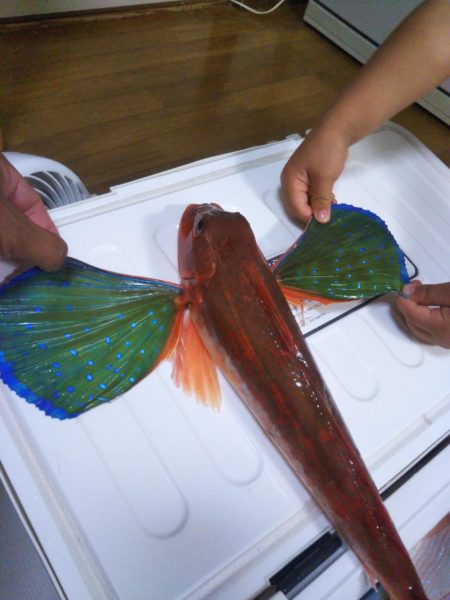 松山沖で鯛ラバ苦戦