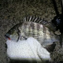 南港カモメ大橋ヘチ釣行 （小真チヌ、小メジナ 釣果他）