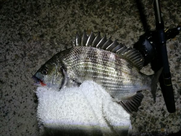 南港カモメ大橋ヘチ釣行 （小真チヌ、小メジナ 釣果他）