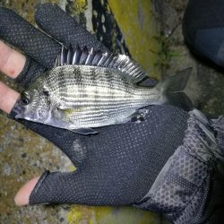 南港フェリーヘチ釣り （キビレ44cm、小真チヌ 釣果）