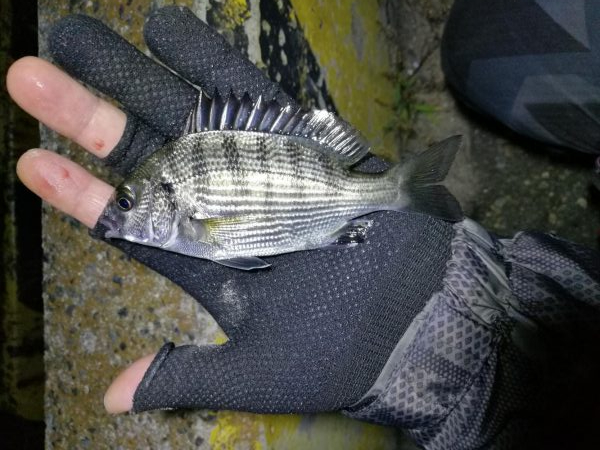 南港フェリーヘチ釣り （キビレ44cm、小真チヌ 釣果）