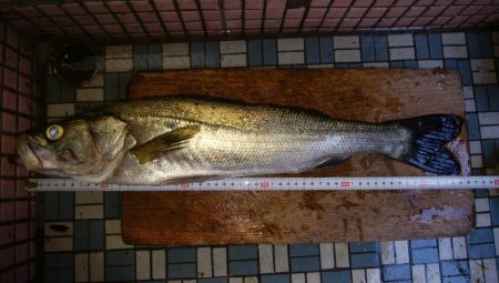 トップウォーター