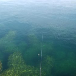 アオリイカ　確認しましたー