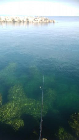 アオリイカ　確認しましたー