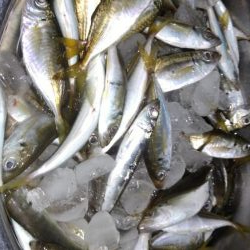 サビキVSアジング