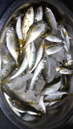 サビキVSアジング