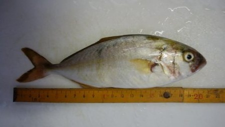 トップとボトム