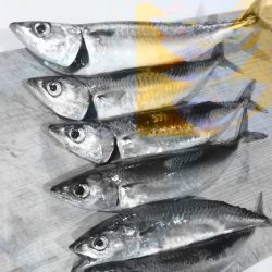 シーサイドコスモ朝マズメ好調