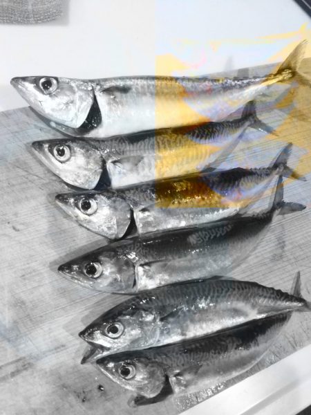 シーサイドコスモ朝マズメ好調