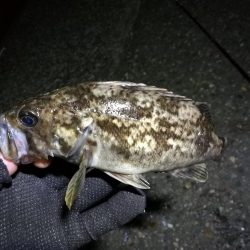 南港フェリーヘチ釣り （渋い！小キビレ、根魚釣果）