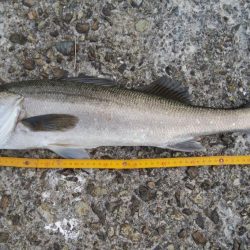 隠岐の島ラストフィッシュ！