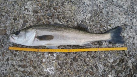 隠岐の島ラストフィッシュ！