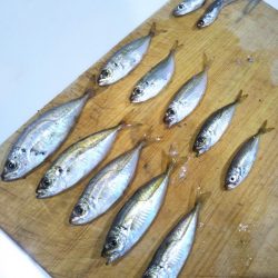 アジュール舞子でサビキ&ケンサキ