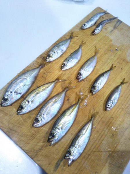 アジュール舞子でサビキ&ケンサキ