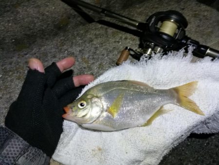南港フェリーヘチ釣り （続渋め！小キビレ、ウミタナゴ釣果）