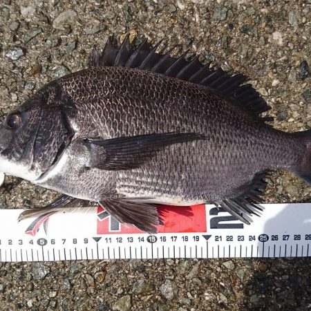 夏チヌいい感じ