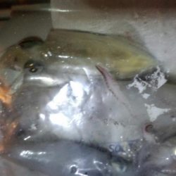 ケンサキ数狙い！