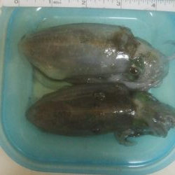 あおりいか　順調に釣れてます！