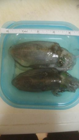 あおりいか　順調に釣れてます！