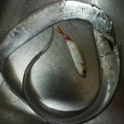 ベルトというよりは定規