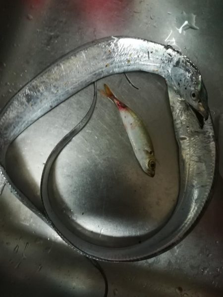 ベルトというよりは定規