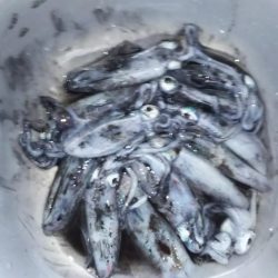 新子調査 秋イカを求めて