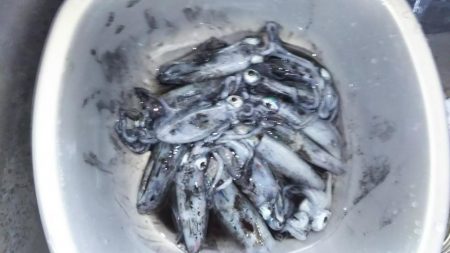 新子調査 秋イカを求めて