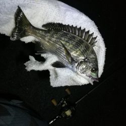 南港フェリーヘチ釣り （台風後の強風ヘチ釣りにて真チヌ、キビレ釣果）