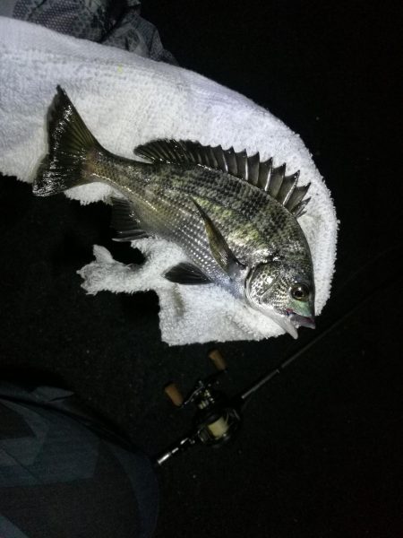 南港フェリーヘチ釣り （台風後の強風ヘチ釣りにて真チヌ、キビレ釣果）