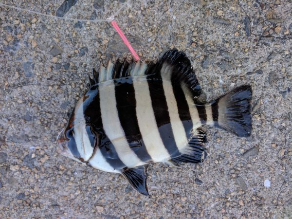 チヌ、コッパグレ