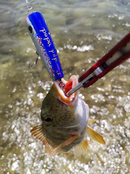 強風でも強行リーフエリア