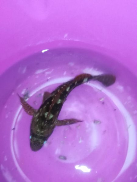 ジギングでヒット