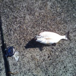 久しぶりのヘチ釣りで良サイズのヘダイ
